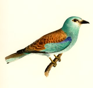 European roller (CORACIAS GARRULUS) illustrated by the von Wright brothers. Digitally enhanced from our own 1929 folio version of Svenska Fåglar Efter Naturen Och Pa Sten Ritade.. Free illustration for personal and commercial use.