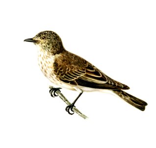 Spotted flycatcher (Muscicapa ficedula) illustrated by the von Wright brothers. Digitally enhanced from our own 1929 folio version of Svenska Fåglar Efter Naturen Och Pa Sten Ritade.. Free illustration for personal and commercial use.