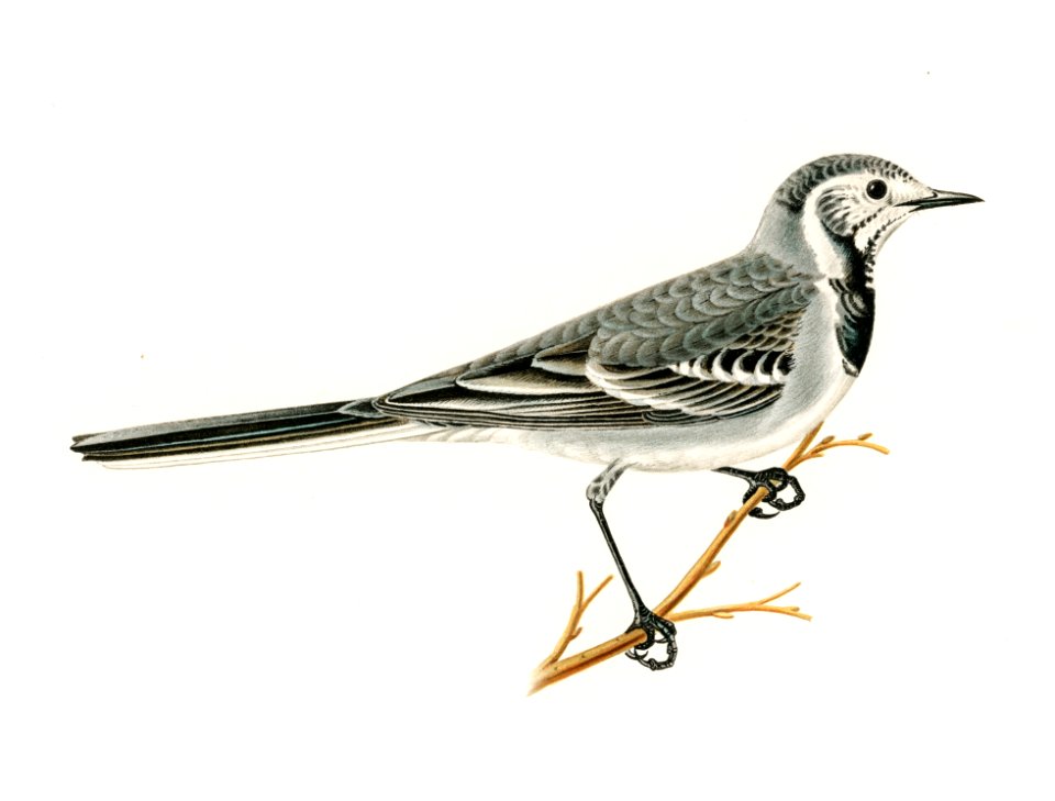 Pied Wagtail (Motacilla alba) illustrated by the von Wright brothers. Digitally enhanced from our own 1929 folio version of Svenska Fåglar Efter Naturen Och Pa Sten Ritade.