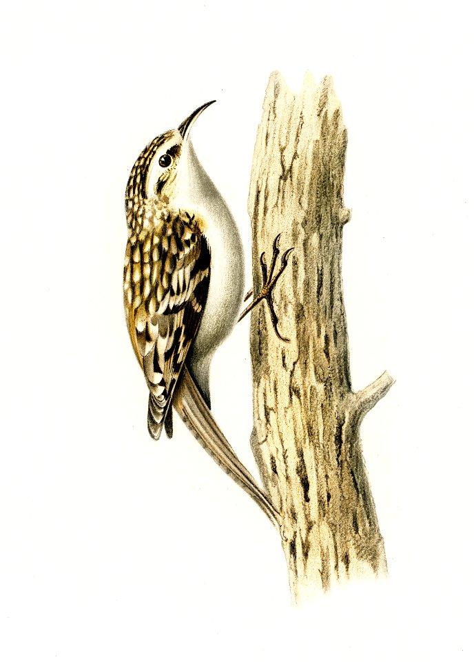 Eurasian treecreeper (Certhia familiaris) illustrated by the von Wright brothers. Digitally enhanced from our own 1929 folio version of Svenska Fåglar Efter Naturen Och Pa Sten Ritade.