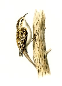 Eurasian treecreeper (Certhia familiaris) illustrated by the von Wright brothers. Digitally enhanced from our own 1929 folio version of Svenska Fåglar Efter Naturen Och Pa Sten Ritade.. Free illustration for personal and commercial use.