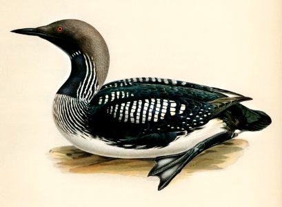 Black-throated loon (Colymbus Arcticus) illustrated by the von Wright brothers. Digitally enhanced from our own 1929 folio version of Svenska Fåglar Efter Naturen Och Pa Sten Ritade.. Free illustration for personal and commercial use.