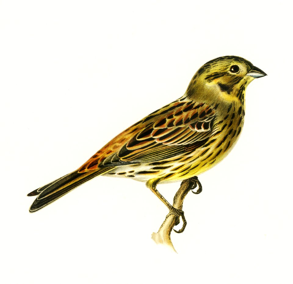 Yellowhammer female (Emberiza citrinella) illustrated by the von Wright brothers. Digitally enhanced from our own 1929 folio version of Svenska Fåglar Efter Naturen Och Pa Sten Ritade.