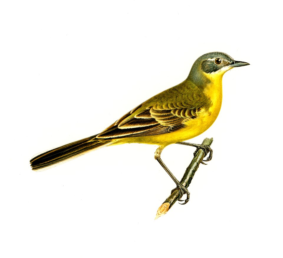 Western yellow wagtail (Motacilla [budytes] flava) illustrated by the von Wright brothers. Digitally enhanced from our own 1929 folio version of Svenska Fåglar Efter Naturen Och Pa Sten Ritade.