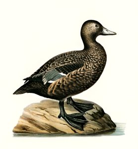 Eniconetta Stelleri illustrated by the von Wright brothers. Digitally enhanced from our own 1929 folio version of Svenska Fåglar Efter Naturen Och Pa Sten Ritade.