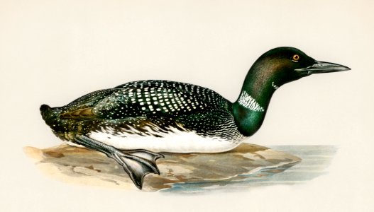 Common loon (Colymbus immer) illustrated by the von Wright brothers. Digitally enhanced from our own 1929 folio version of Svenska Fåglar Efter Naturen Och Pa Sten Ritade.