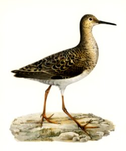 Ruff female (Philomachus pugnax) illustrated by the von Wright brothers. Digitally enhanced from our own 1929 folio version of Svenska Fåglar Efter Naturen Och Pa Sten Ritade.. Free illustration for personal and commercial use.