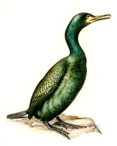 European shag (Phalacrocorax aristotelis) illustrated by the von Wright brothers. Digitally enhanced from our own 1929 folio version of Svenska Fåglar Efter Naturen Och Pa Sten Ritade.. Free illustration for personal and commercial use.