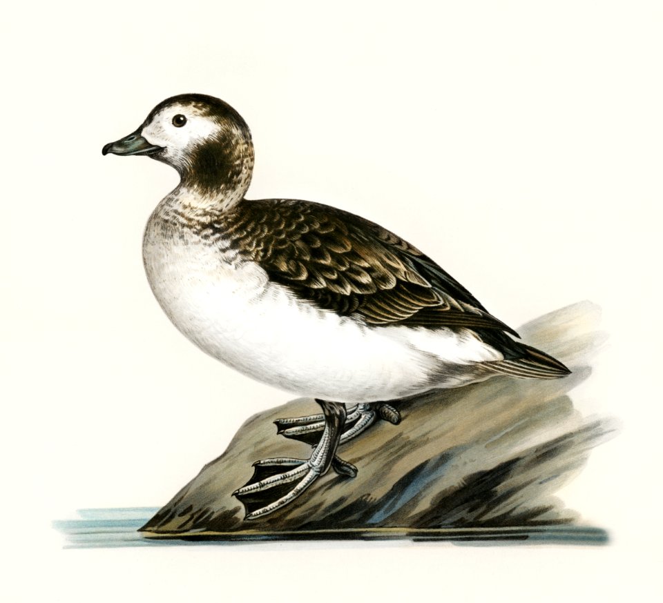 Harelda Hyemalis illustrated by the von Wright brothers. Digitally enhanced from our own 1929 folio version of Svenska Fåglar Efter Naturen Och Pa Sten Ritade.