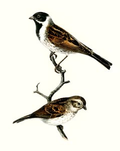 Reed bunting ♀ ♂ (EMBERIZA SCHOENICLUS) illustrated by the von Wright brothers. Digitally enhanced from our own 1929 folio version of Svenska Fåglar Efter Naturen Och Pa Sten Ritade.. Free illustration for personal and commercial use.