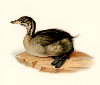 Young horned grebe (PODICEPS AURITUS) illustrated by the von Wright brothers. Digitally enhanced from our own 1929 folio version of Svenska Fåglar Efter Naturen Och Pa Sten Ritade.. Free illustration for personal and commercial use.