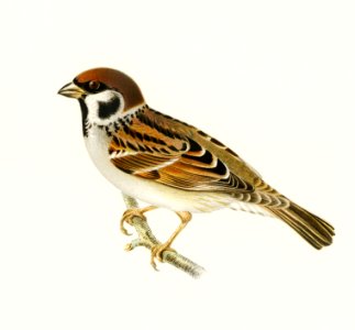 Eurasian Tree Sparrow, Tree Sparrow (Passer montanus) illustrated by the von Wright brothers. Digitally enhanced from our own 1929 folio version of Svenska Fåglar Efter Naturen Och Pa Sten Ritade.