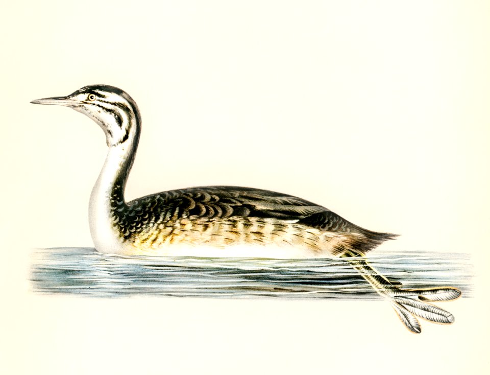 Podiceps Cristatus illustrated by the von Wright brothers. Digitally enhanced from our own 1929 folio version of Svenska Fåglar Efter Naturen Och Pa Sten Ritade.