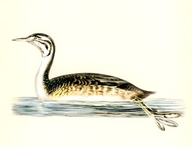 Podiceps Cristatus illustrated by the von Wright brothers. Digitally enhanced from our own 1929 folio version of Svenska Fåglar Efter Naturen Och Pa Sten Ritade.. Free illustration for personal and commercial use.