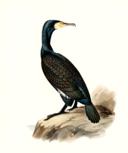 Great cormoran (Phalacrocorax Carbo) illustrated by the von Wright brothers. Digitally enhanced from our own 1929 folio version of Svenska Fåglar Efter Naturen Och Pa Sten Ritade.. Free illustration for personal and commercial use.