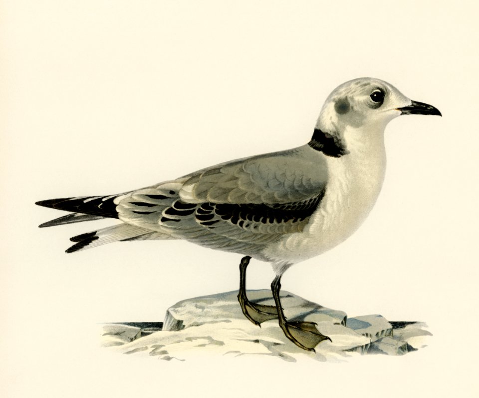 Black-legged kittiwake (Rissa Tridactyla) illustrated by the von Wright brothers. Digitally enhanced from our own 1929 folio version of Svenska Fåglar Efter Naturen Och Pa Sten Ritade.