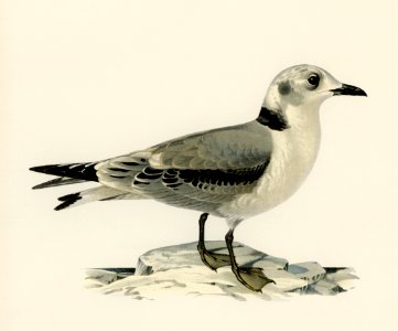 Black-legged kittiwake (Rissa Tridactyla) illustrated by the von Wright brothers. Digitally enhanced from our own 1929 folio version of Svenska Fåglar Efter Naturen Och Pa Sten Ritade.. Free illustration for personal and commercial use.