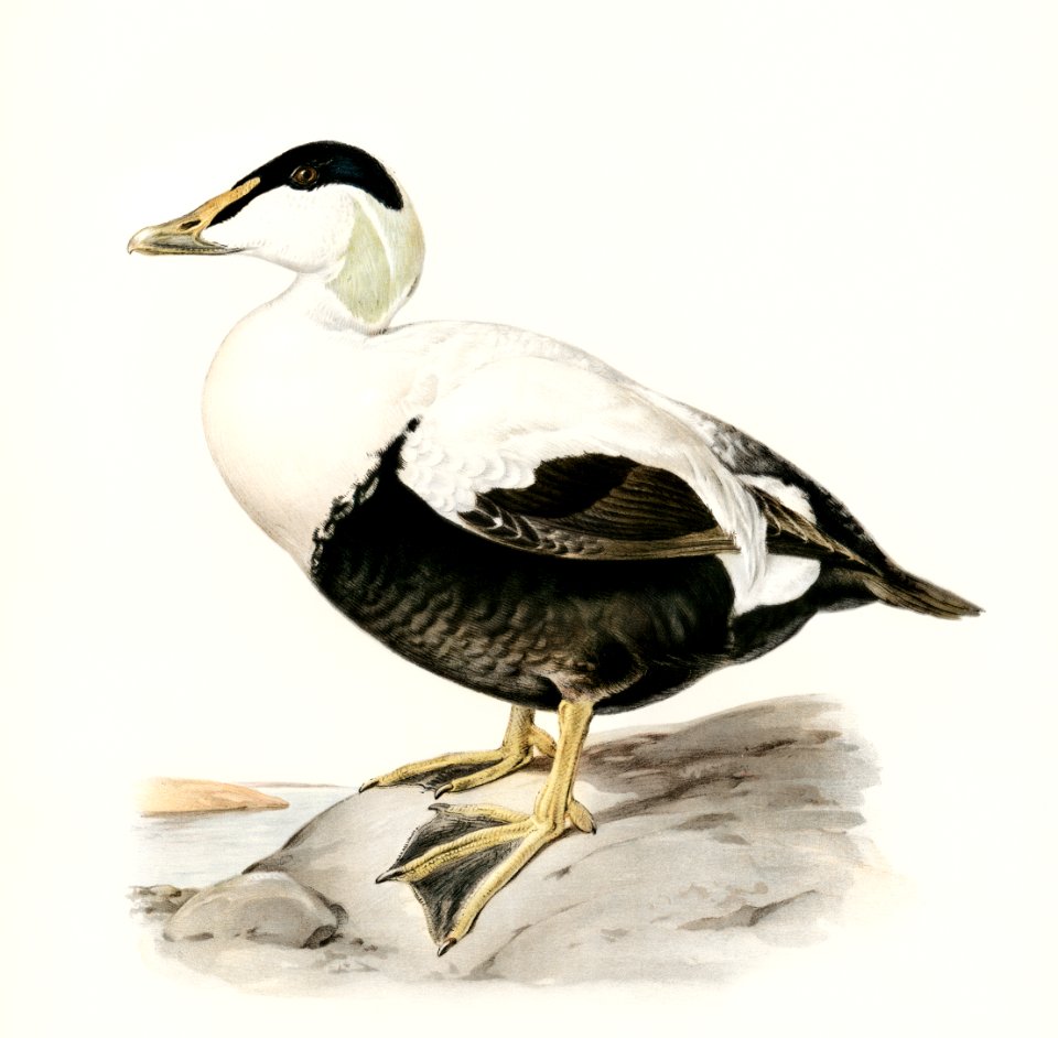 Somateria Mollissima illustrated by the von Wright brothers. Digitally enhanced from our own 1929 folio version of Svenska Fåglar Efter Naturen Och Pa Sten Ritade.
