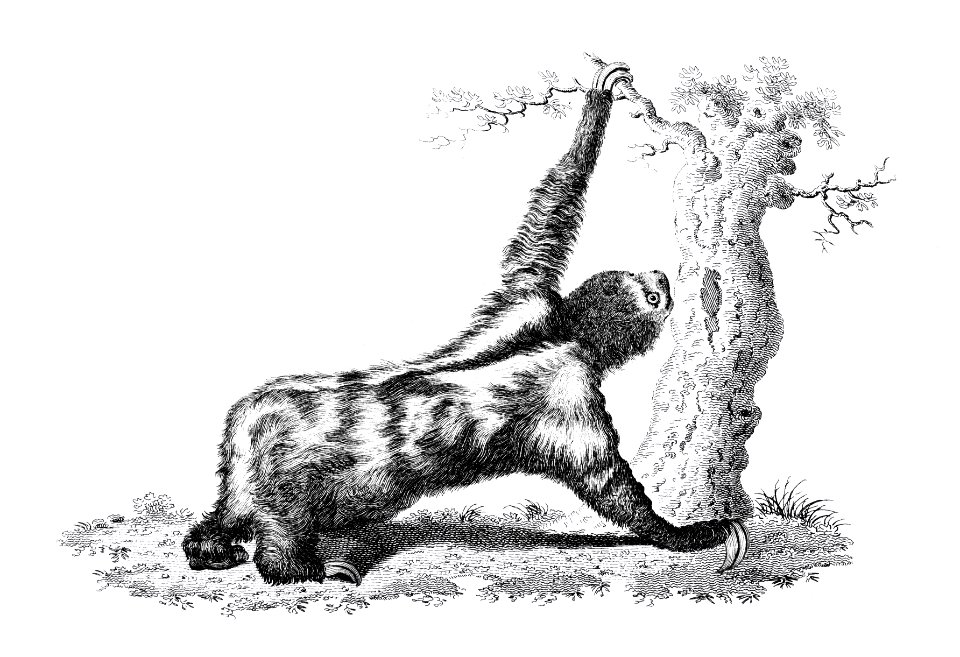 Three toed sloth from Zoological lectures delivered at the Royal institution in the years 1806-7 illustrated by George Shaw (1751-1813).