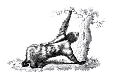 Three toed sloth from Zoological lectures delivered at the Royal institution in the years 1806-7 illustrated by George Shaw (1751-1813).. Free illustration for personal and commercial use.