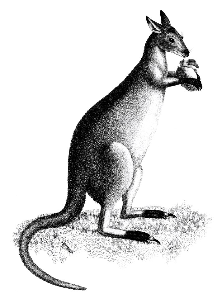 Blueish-grey kanguroo or silver kanguroo from Zoological lectures delivered at the Royal institution in the years 1806-7 illustrated by George Shaw (1751-1813).