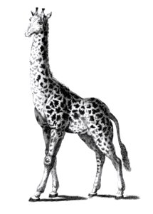 Giraffe from Zoological lectures delivered at the Royal institution in the years 1806-7 illustrated by George Shaw (1751-1813).. Free illustration for personal and commercial use.