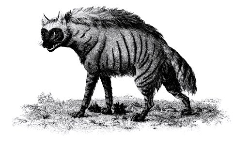 Striped Hyena from Zoological lectures delivered at the Royal institution in the years 1806-7 illustrated by George Shaw (1751-1813).. Free illustration for personal and commercial use.