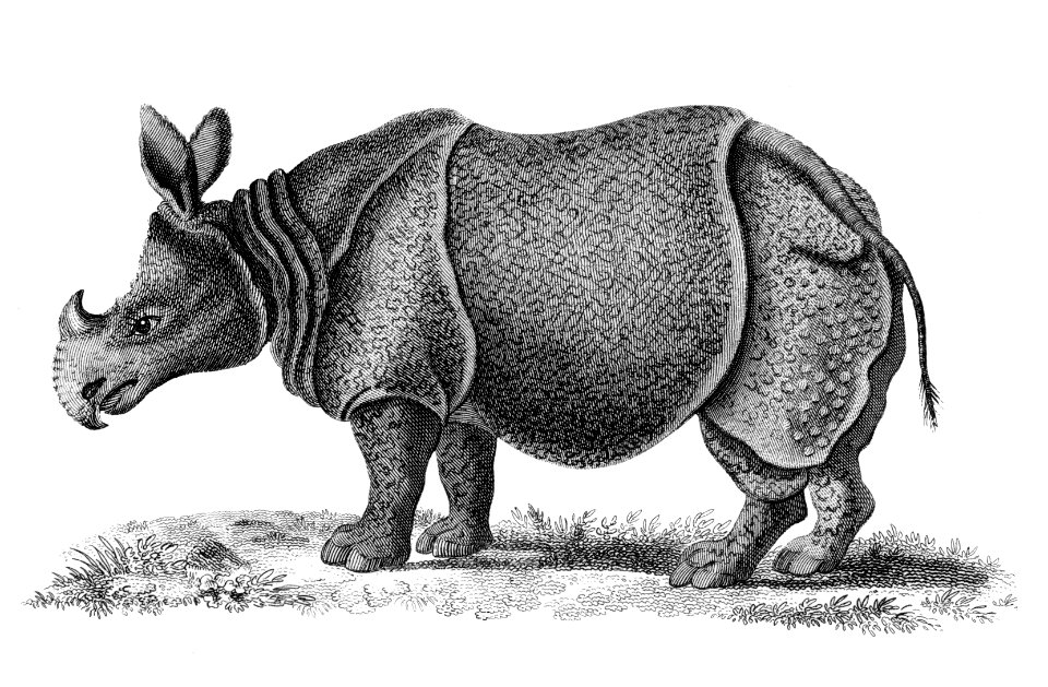 Illustration of Single-horned Rhinoceros from Zoological lectures delivered at the Royal institution in the years 1806-7 illustrated by George Shaw (1751-1813).