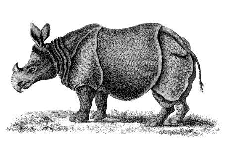 Illustration of Single-horned Rhinoceros from Zoological lectures delivered at the Royal institution in the years 1806-7 illustrated by George Shaw (1751-1813).. Free illustration for personal and commercial use.