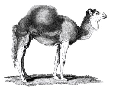 Illustration of Arabian camel from Zoological lectures delivered at the Royal institution in the years 1806-7 illustrated by George Shaw (1751-1813).. Free illustration for personal and commercial use.