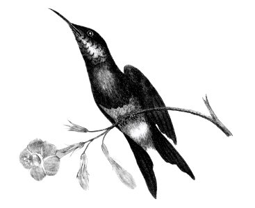 Sunbird from Zoological lectures delivered at the Royal institution in the years 1806-7 illustrated by George Shaw (1751-1813).. Free illustration for personal and commercial use.