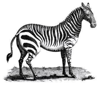 Illustration of Zebra from Zoological lectures delivered at the Royal institution in the years 1806-7 illustrated by George Shaw (1751-1813).. Free illustration for personal and commercial use.