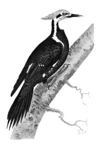 Pileated woodpecker (Picus pileatus) from Zoological lectures delivered at the Royal institution in the years 1806-7 illustrated by George Shaw (1751-1813).. Free illustration for personal and commercial use.