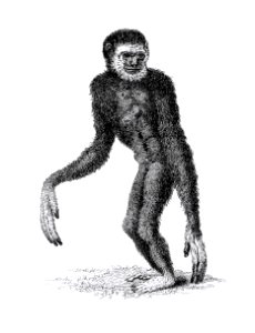 Black long-armed gibbon and White long-armed gibbon from Zoological lectures delivered at the Royal institution in the years 1806-7 illustrated by George Shaw (1751-1813).. Free illustration for personal and commercial use.