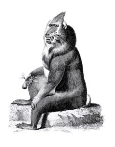 Variegated baboon from Zoological lectures delivered at the Royal institution in the years 1806-7 illustrated by George Shaw (1751-1813).. Free illustration for personal and commercial use.