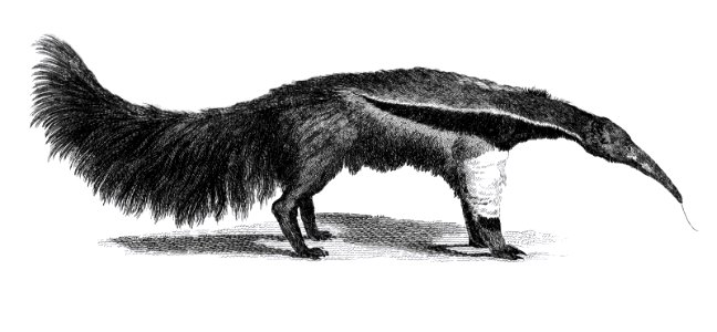 Great ant-eater from Zoological lectures delivered at the Royal institution in the years 1806-7 illustrated by George Shaw (1751-1813).. Free illustration for personal and commercial use.