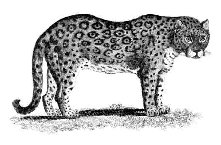 Illustration of Leopard and Panther from Zoological lectures delivered at the Royal institution in the years 1806-7 illustrated by George Shaw (1751-1813).. Free illustration for personal and commercial use.
