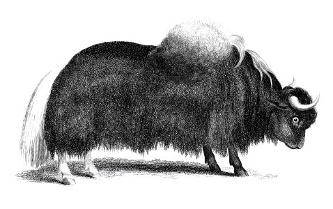 Illustration of Yak from Zoological lectures delivered at the Royal institution in the years 1806-7 illustrated by George Shaw (1751-1813).