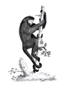 Coaita or Spider Monkey from Zoological lectures delivered at the Royal institution in the years 1806-7 illustrated by George Shaw (1751-1813).. Free illustration for personal and commercial use.