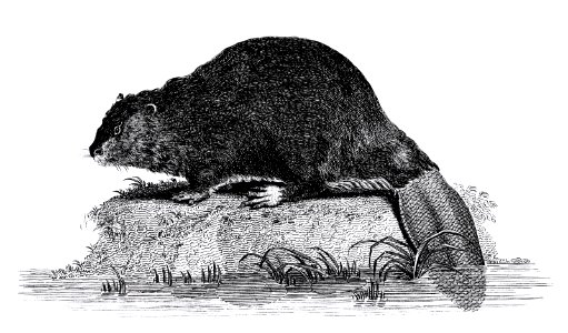 Illustration of Beaver from Zoological lectures delivered at the Royal institution in the years 1806-7 illustrated by George Shaw (1751-1813).