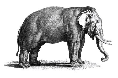 Illustration of Elephant from Zoological lectures delivered at the Royal institution in the years 1806-7 illustrated by George Shaw (1751-1813).. Free illustration for personal and commercial use.