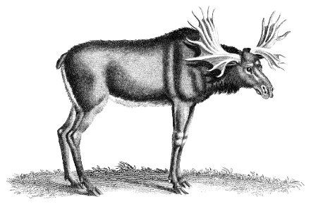 Illustration of Elk from Zoological lectures delivered at the Royal institution in the years 1806-7 illustrated by George Shaw (1751-1813).
