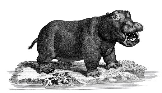 Illustration of Hippopotamus from Zoological lectures delivered at the Royal institution in the years 1806-7 illustrated by George Shaw (1751-1813).