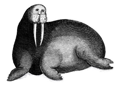 Arctic walrus from Zoological lectures delivered at the Royal institution in the years 1806-7 illustrated by George Shaw (1751-1813).. Free illustration for personal and commercial use.