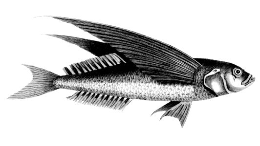 Oceanic flying fish from Zoological lectures delivered at the Royal institution in the years 1806-7 illustrated by George Shaw (1751-1813).. Free illustration for personal and commercial use.