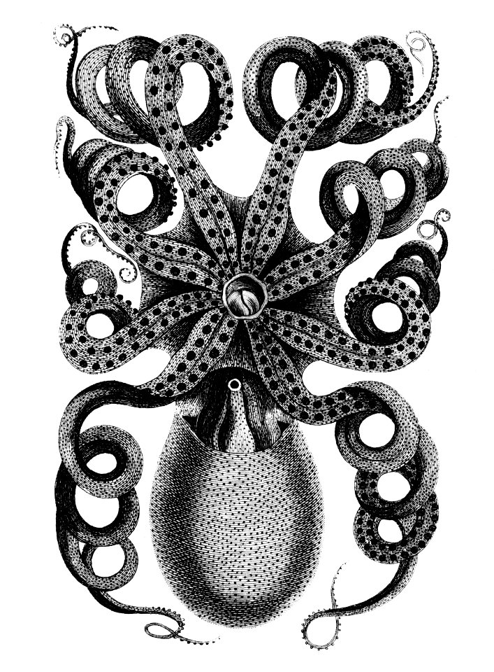 Front viewed of eight armed cuttle fish from Zoological lectures delivered at the Royal institution in the years 1806-7 illustrated by George Shaw (1751-1813).. Free illustration for personal and commercial use.