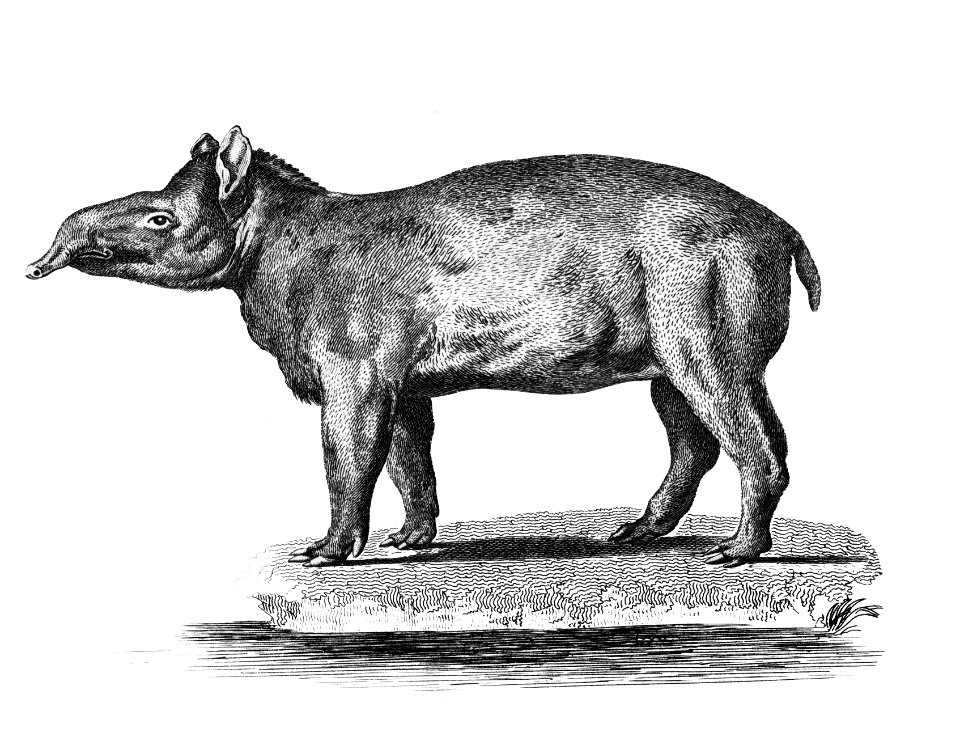 Illustration of Tapir from Zoological lectures delivered at the Royal institution in the years 1806-7 illustrated by George Shaw (1751-1813).