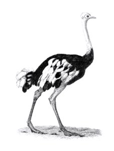Ostrich from Zoological lectures delivered at the Royal institution in the years 1806-7 illustrated by George Shaw (1751-1813).. Free illustration for personal and commercial use.