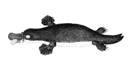 Duck-billed platypus from Zoological lectures delivered at the Royal institution in the years 1806-7 illustrated by George Shaw (1751-1813).