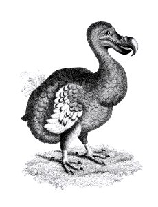 Illustration of Dodo from Zoological lectures delivered at the Royal institution in the years 1806-7 by George Shaw (1751-1813).